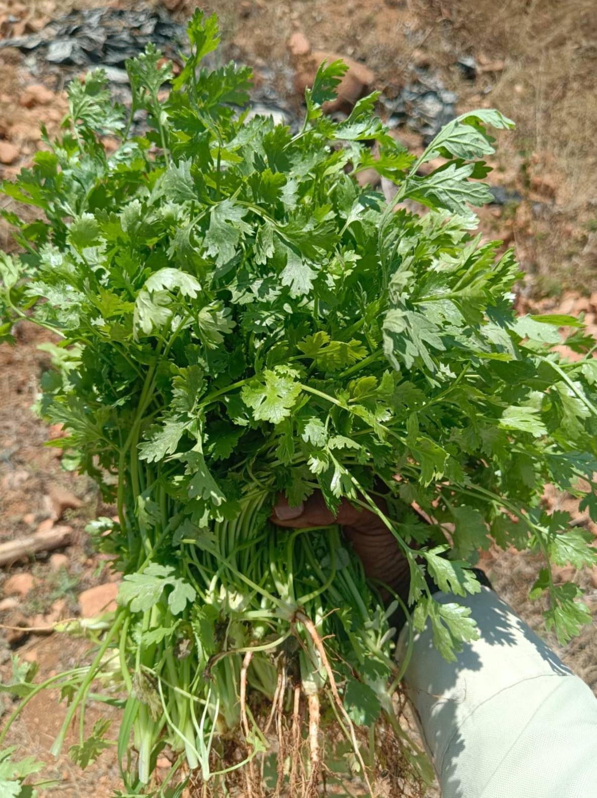 Cilantro fresco