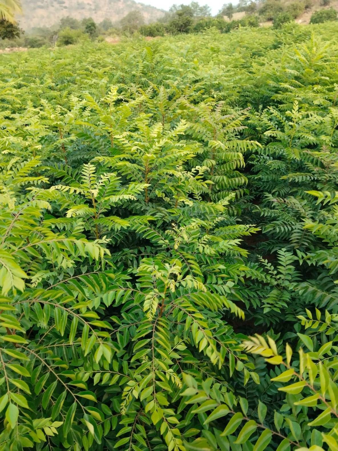 Hierbas aromáticas frescas