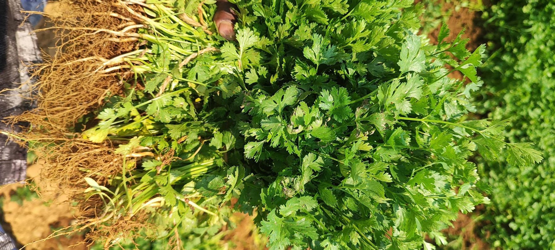 Cultivo de cilantro próximo a cosecha