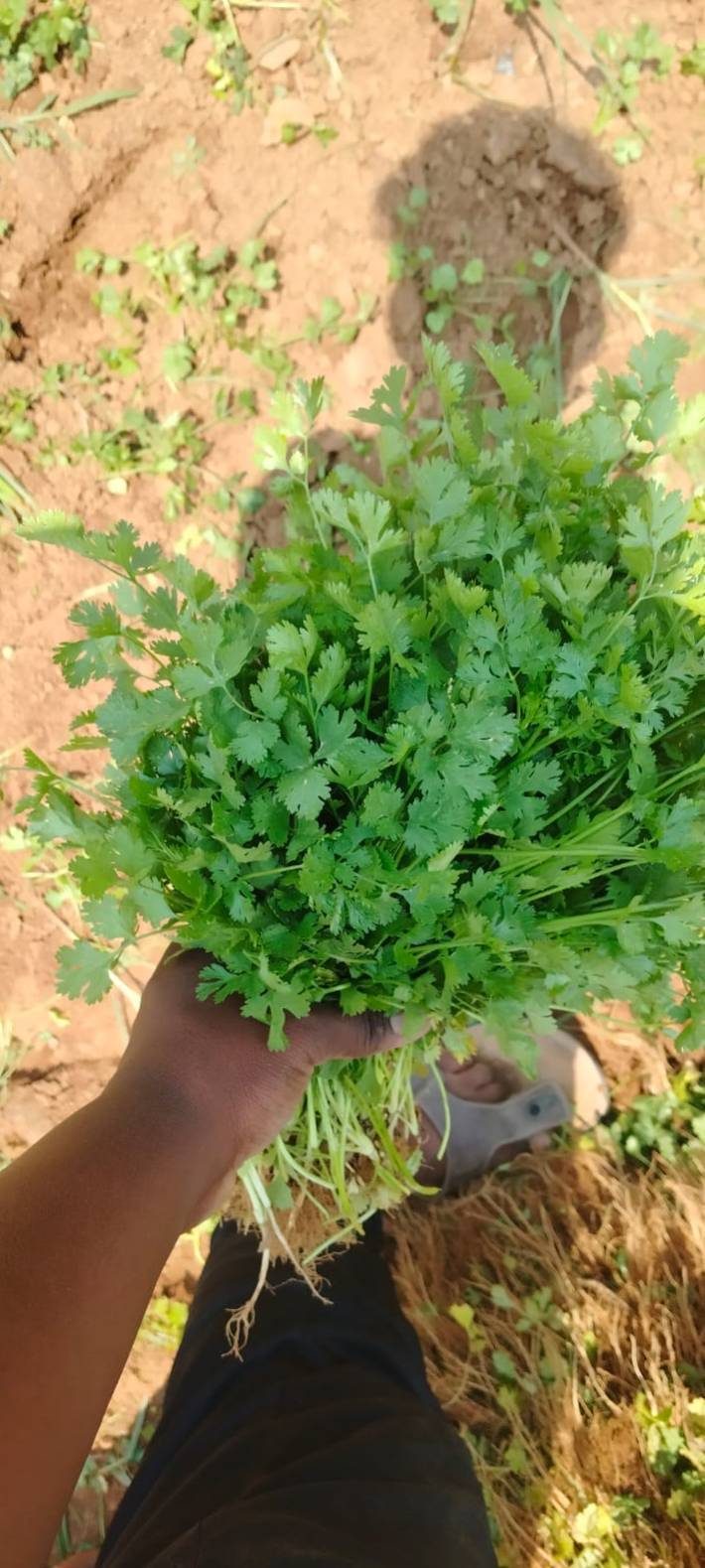 Atado de cilantro fresco después de la cosecha