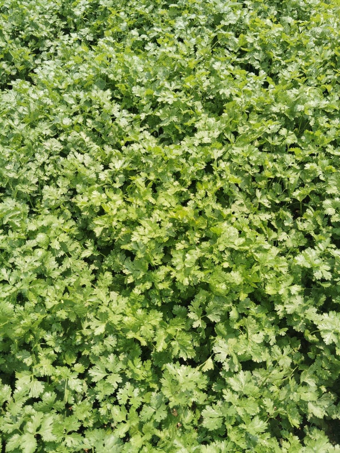 Cama de cultivo con cilantro