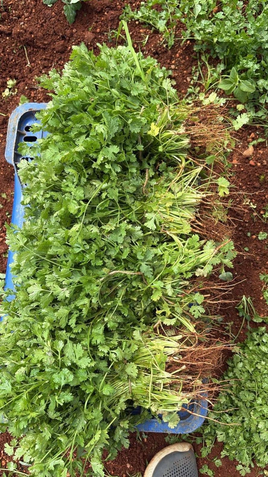 Cilantro fresco dispuesto después de la cosecha