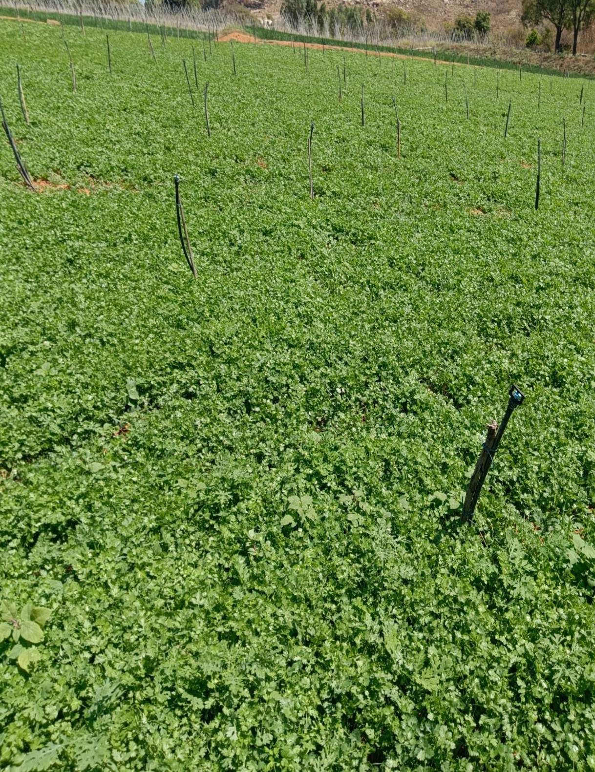 Vista amplia de un cultivo de cilantro