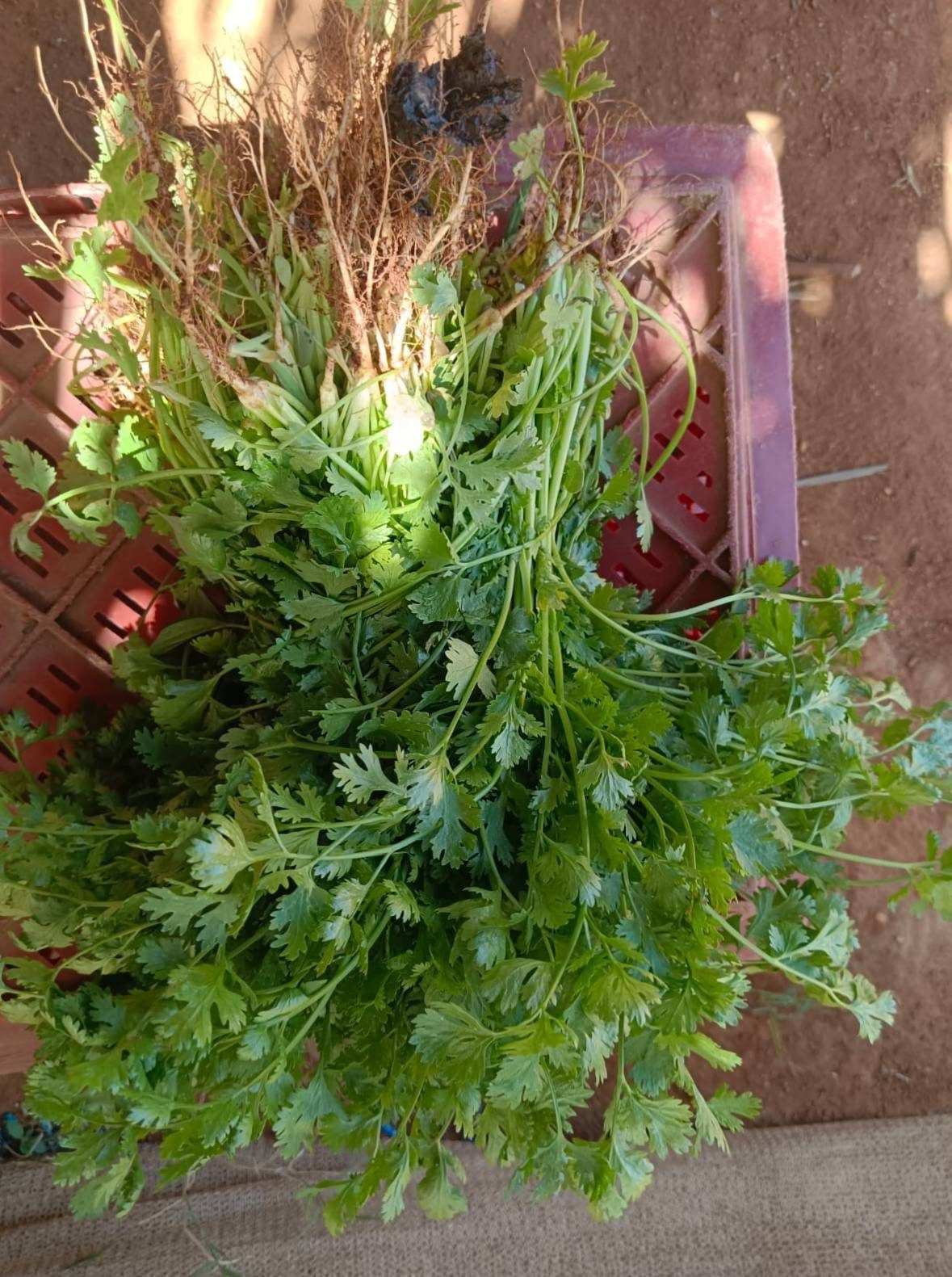 Atado de cilantro con raíces después de la cosecha