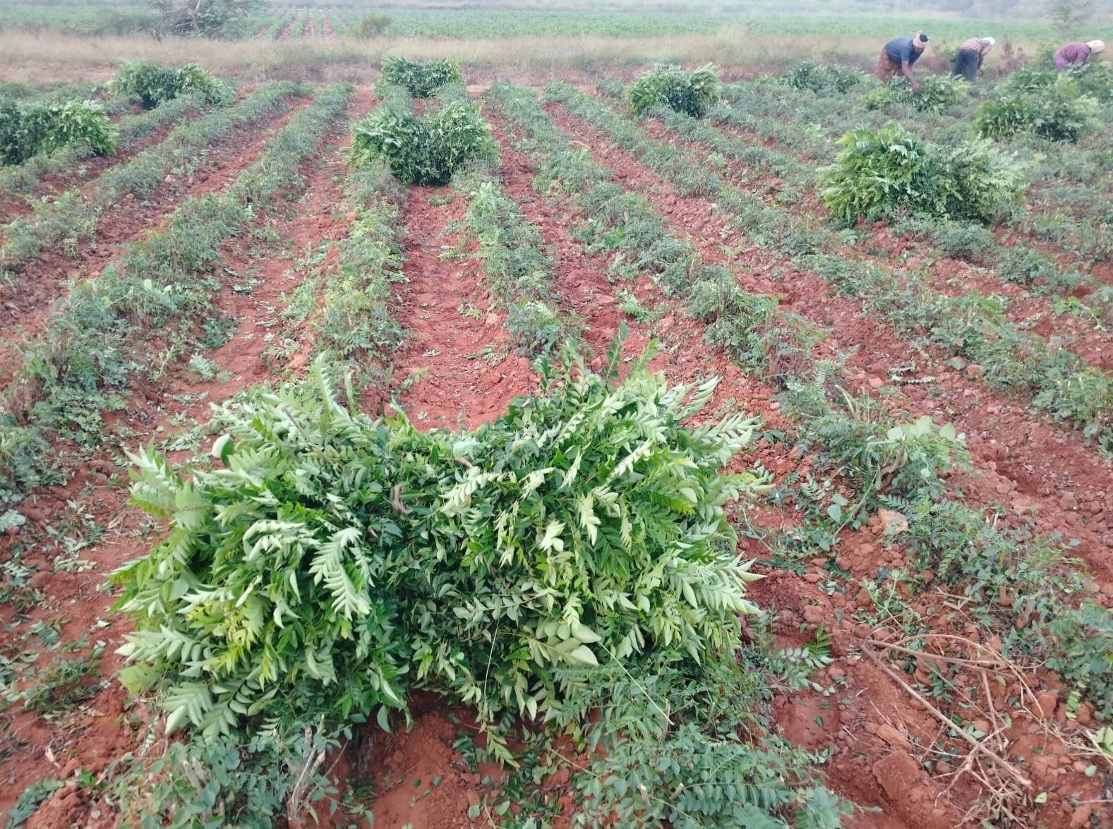 Hilera de plantas sobre suelo rojizo