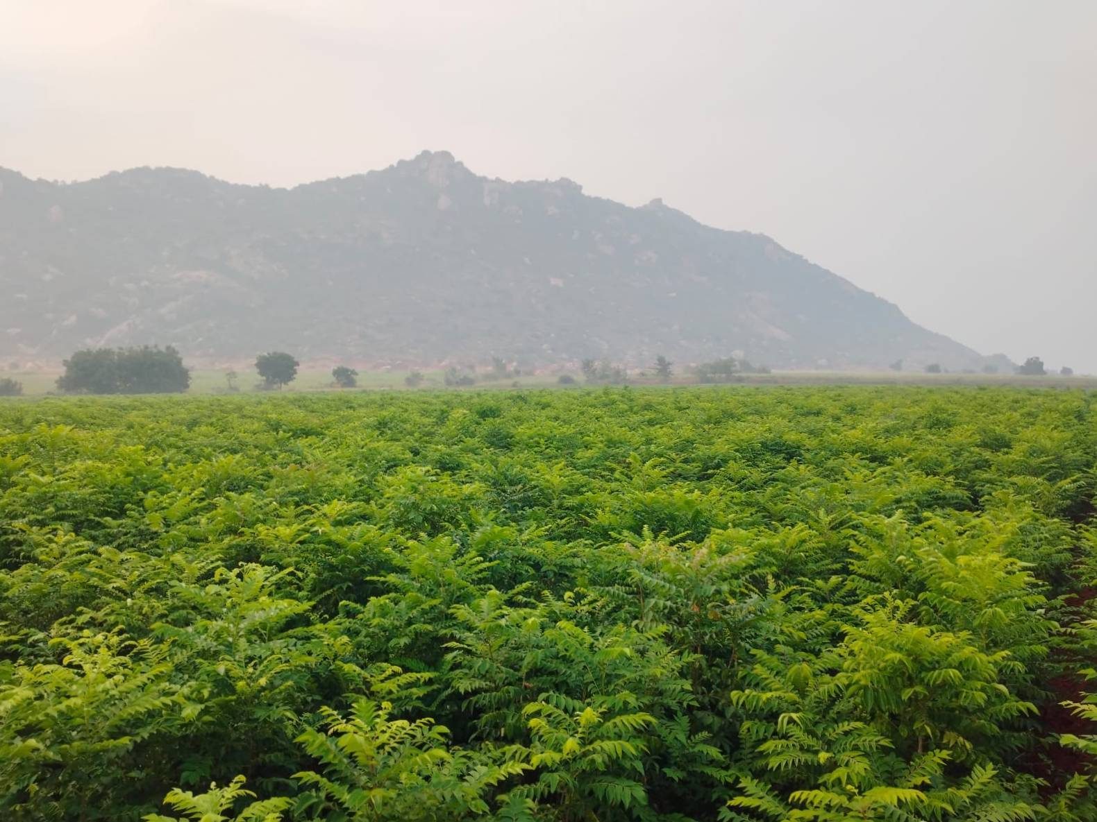 Cultivo de hojas verdes en un entorno rural