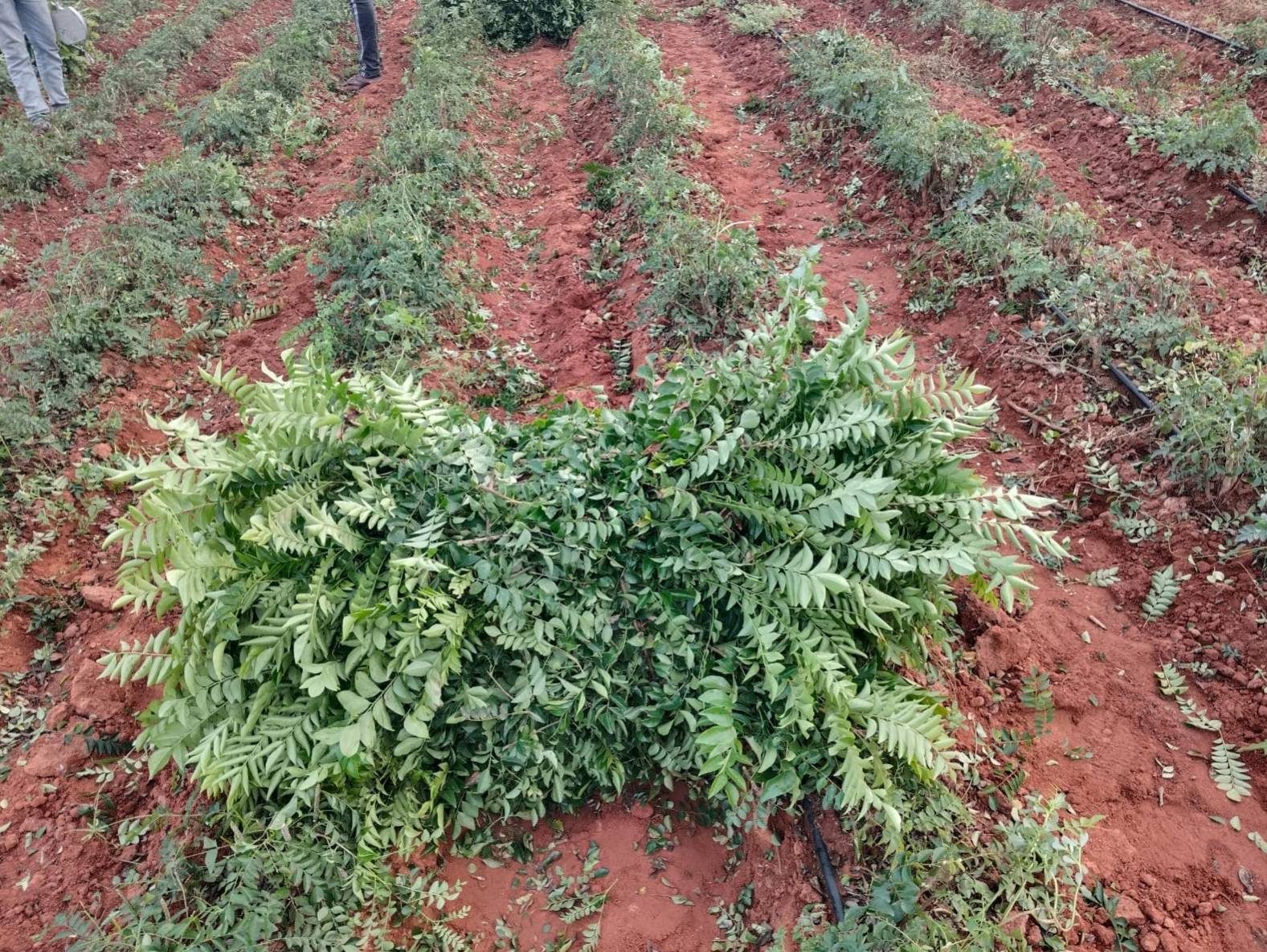 Hileras de cultivo listas para revisión