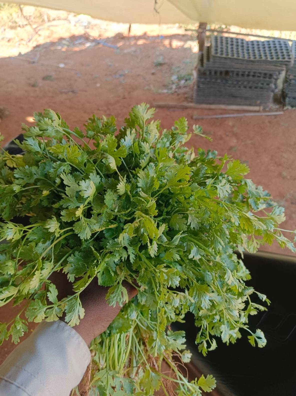 Selección de cilantro antes de su preparación