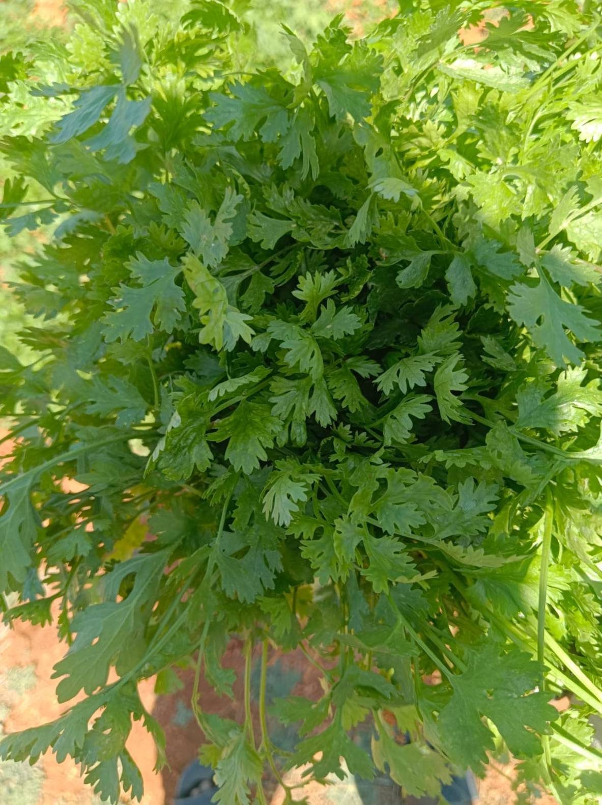 Detalle de hojas frescas de cilantro