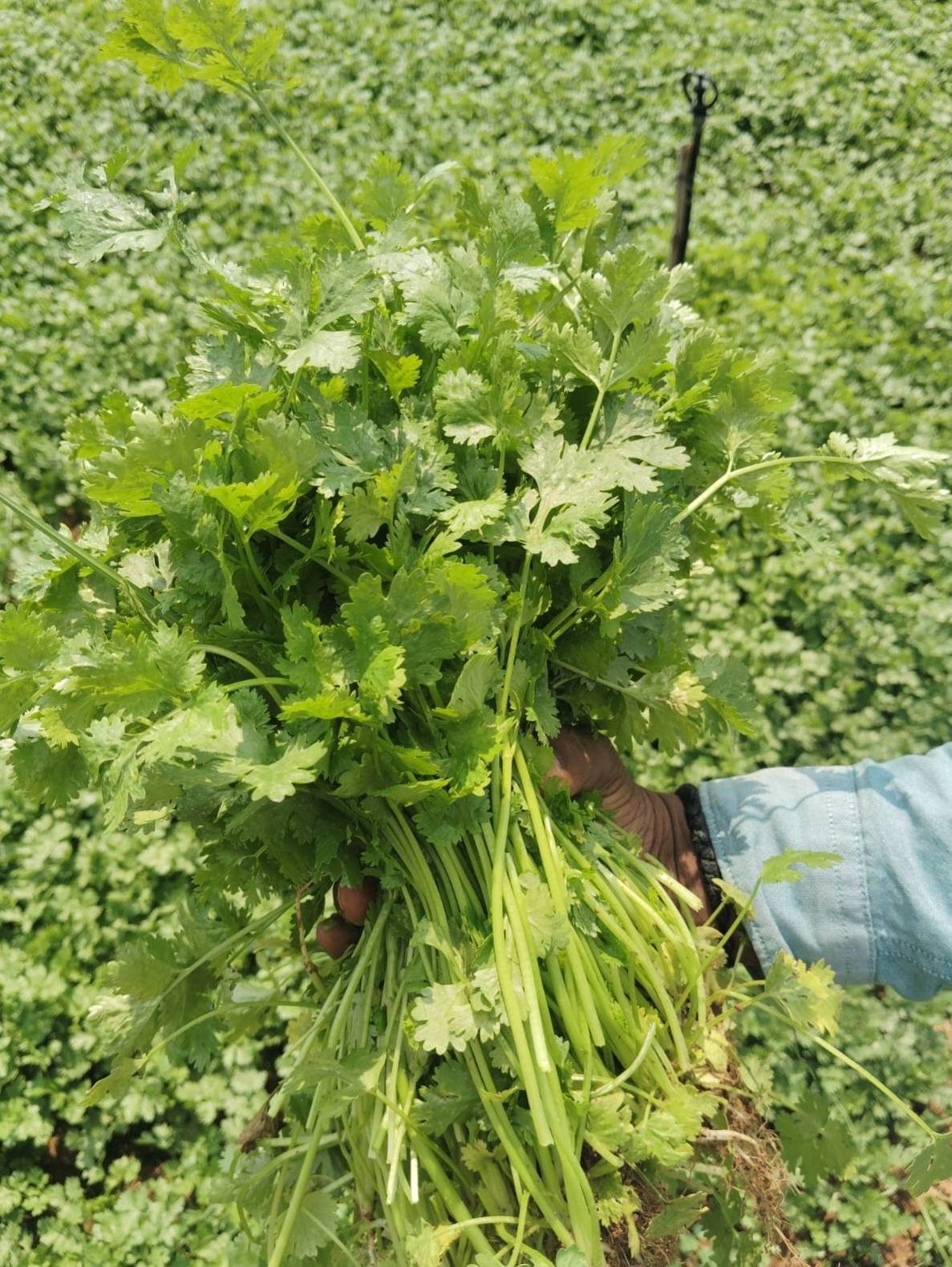 Atado de cilantro seleccionado a mano