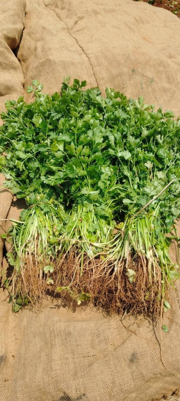 Raíces y hojas de cilantro recién cosechado