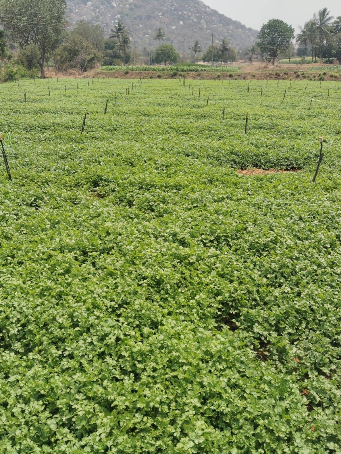 Sector de cultivo con abundantes hojas verdes
