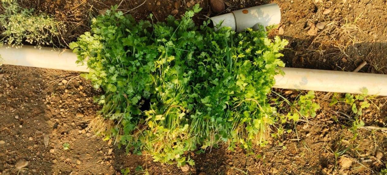 Vista horizontal de una cama de cultivo