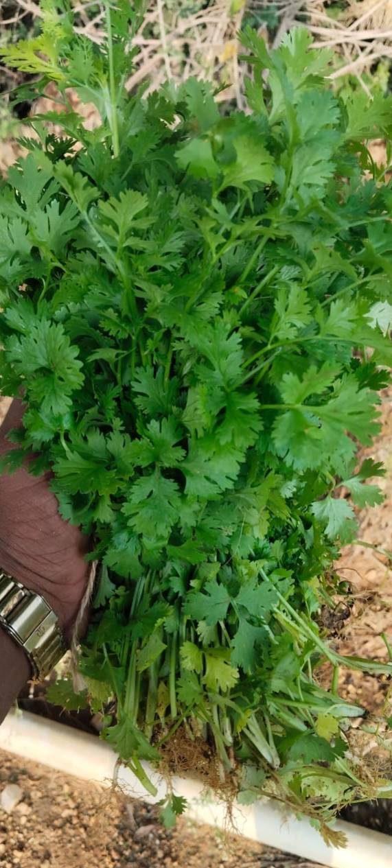 Revisión manual de hojas de cilantro