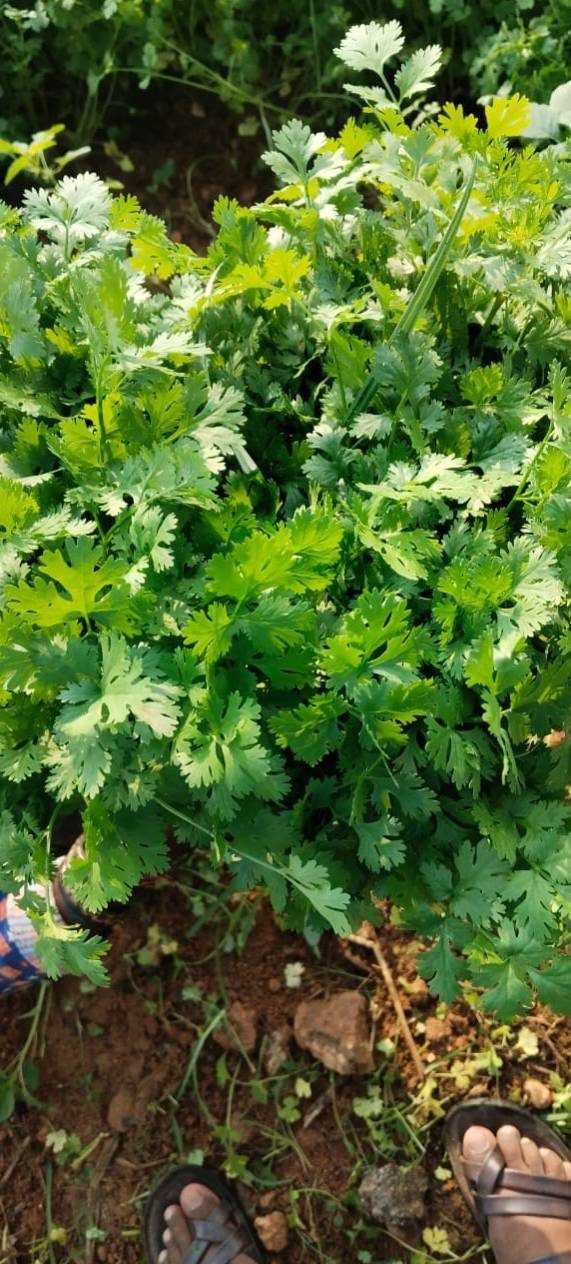 Hojas saludables de cilantro en el campo