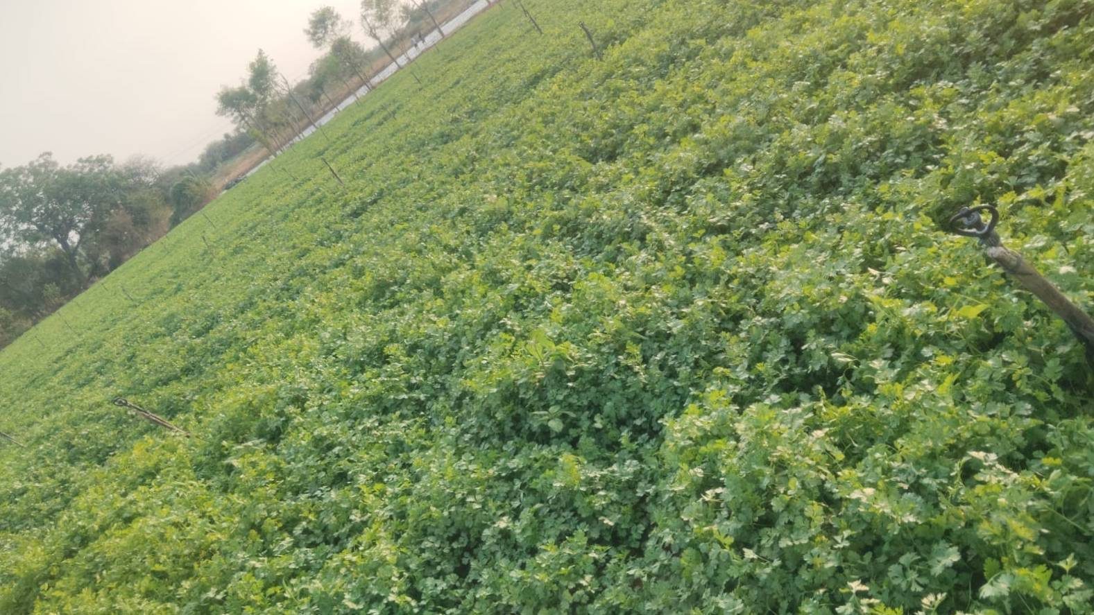 Cultivo verde sobre una ladera