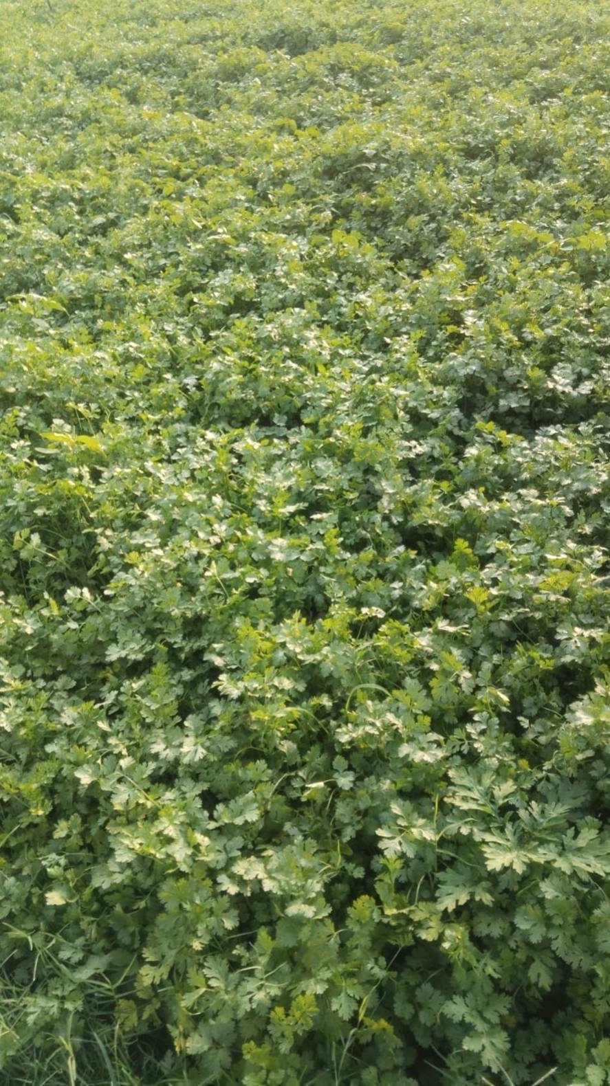 Plantas maduras destinadas a pedidos frescos