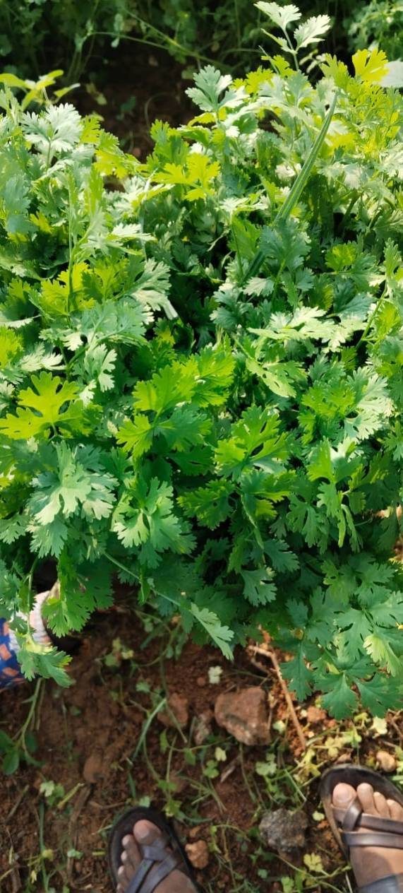 Plantas de cilantro creciendo en el suelo