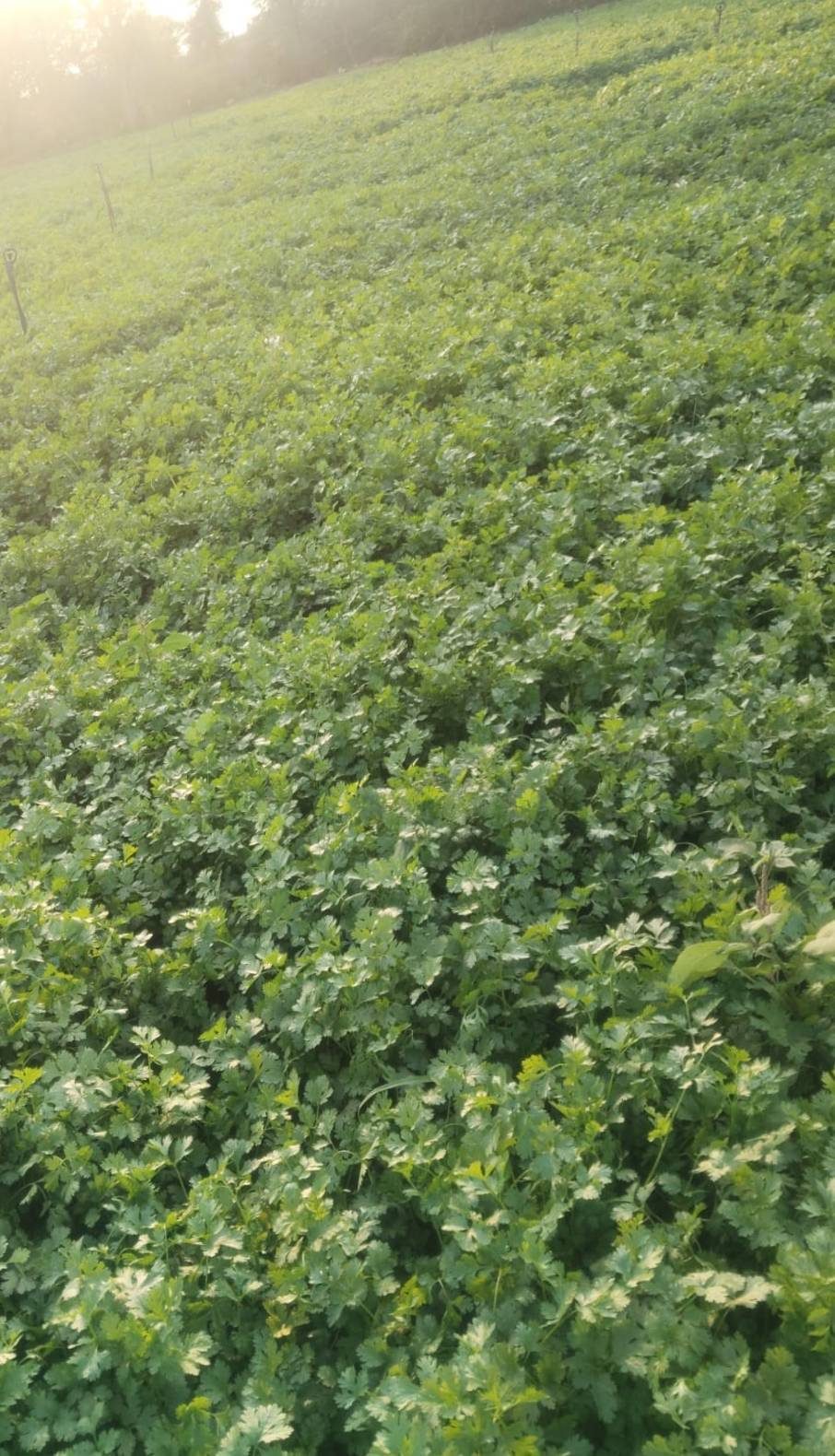 Cultivo de hojas verdes bajo luz natural