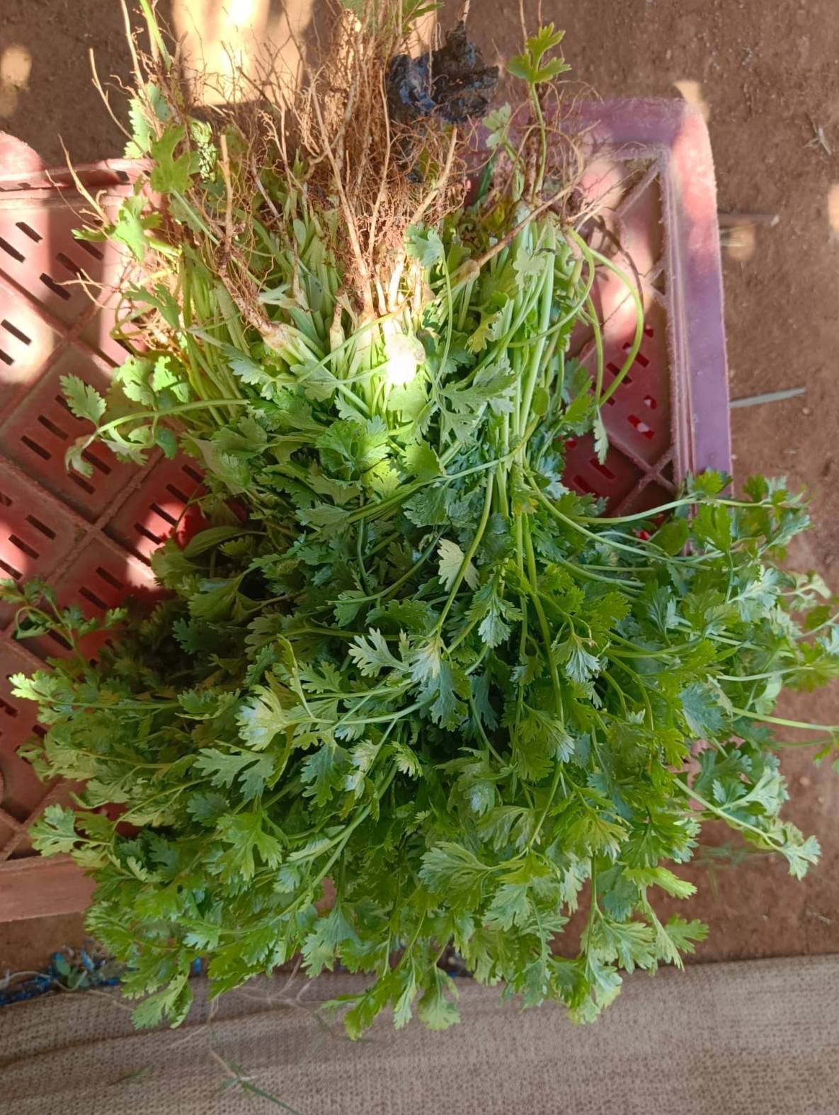 Atado de cilantro fresco después de la cosecha